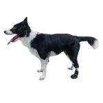 Knuckleless boot brace for dogs