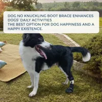 No Knuckling Boot Brace for Dogs