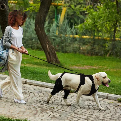 Dog Knee Brace with Metal Splint Hinge Support for ACL