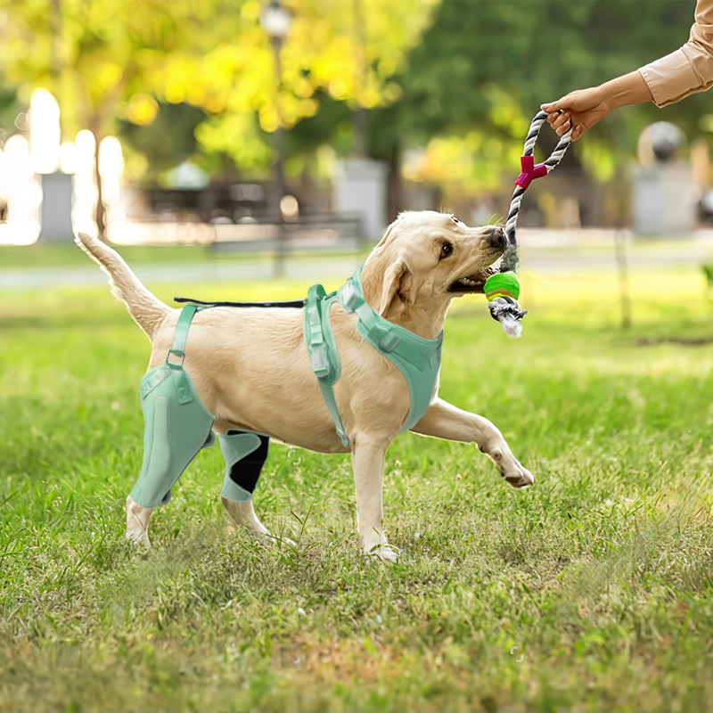 ACL dog knee brace with metal splint hinge support 