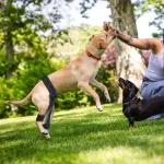 Dog hind leg hip brace