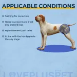 Dog hind leg hip brace