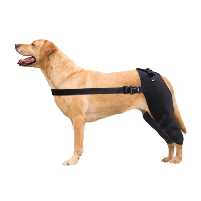 Dog Knee Support Brace 01