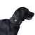 Dog Neck Brace for Dogs Neck Pain
