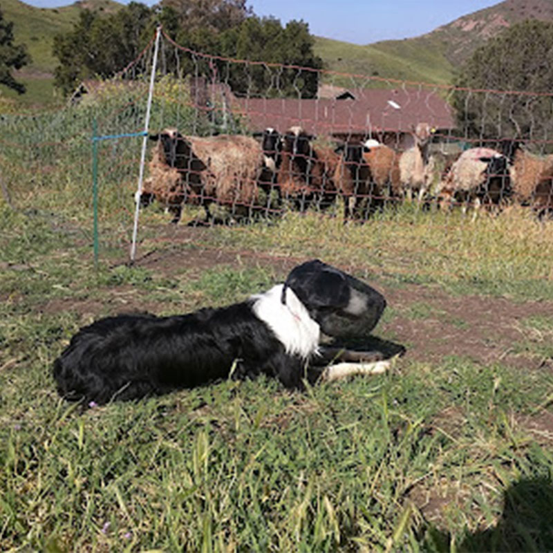 Field Guard Dog Head Protector
