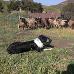 Field Guard Head Protector for Dogs