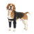 Dog Double Elbow Brace