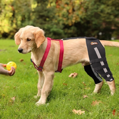 Knee Brace for Luxating Patellar Dog 02