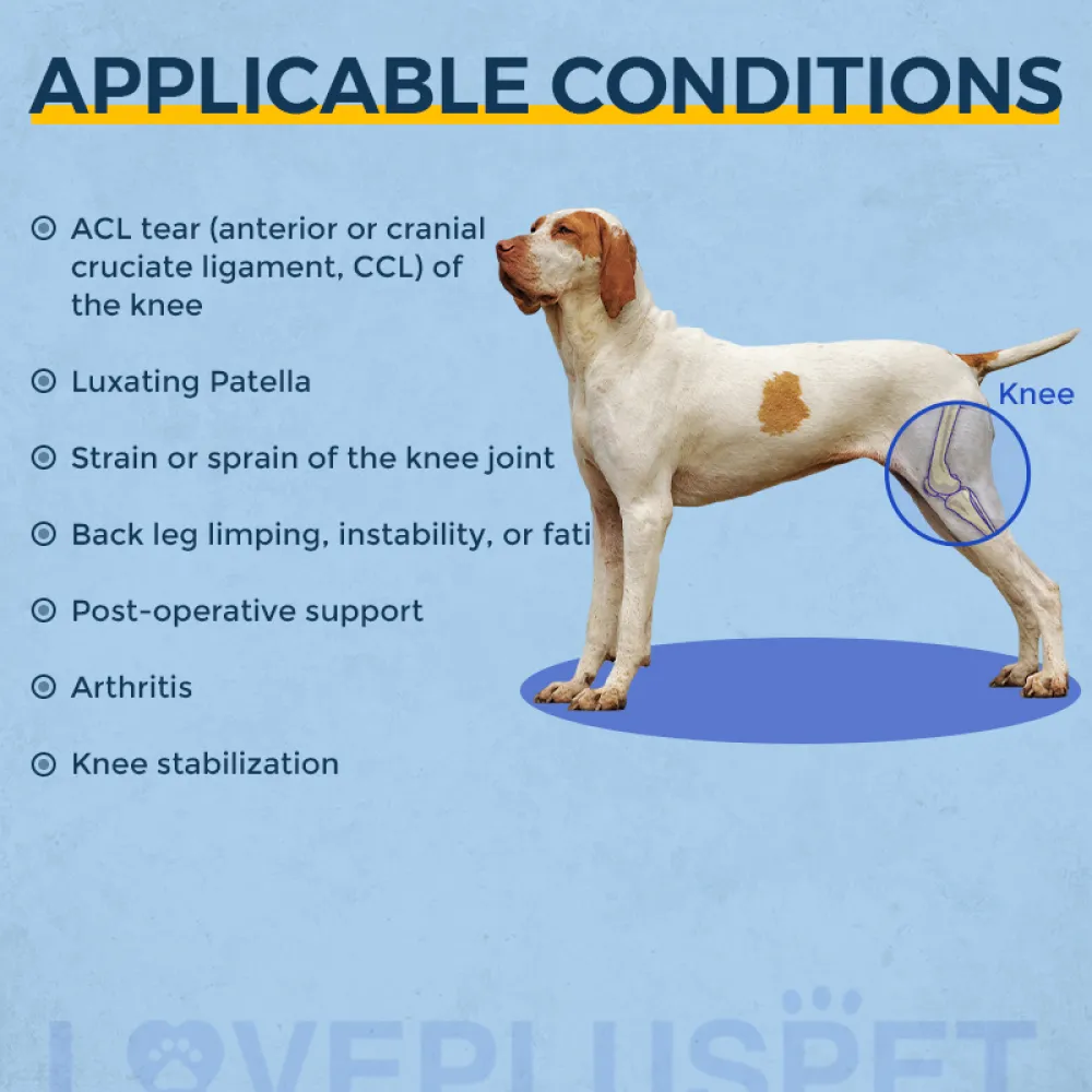Luxating Patella - Will A Dog Brace Work Laveen Veterinary Center -  Veterinarian in Laveen, AZ