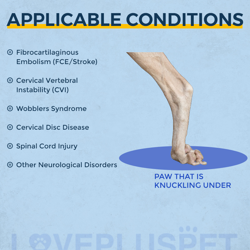gabapentin and knuckling in dogs