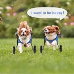 Dog Rear Leg Disability Rehabilitation Wheelchair