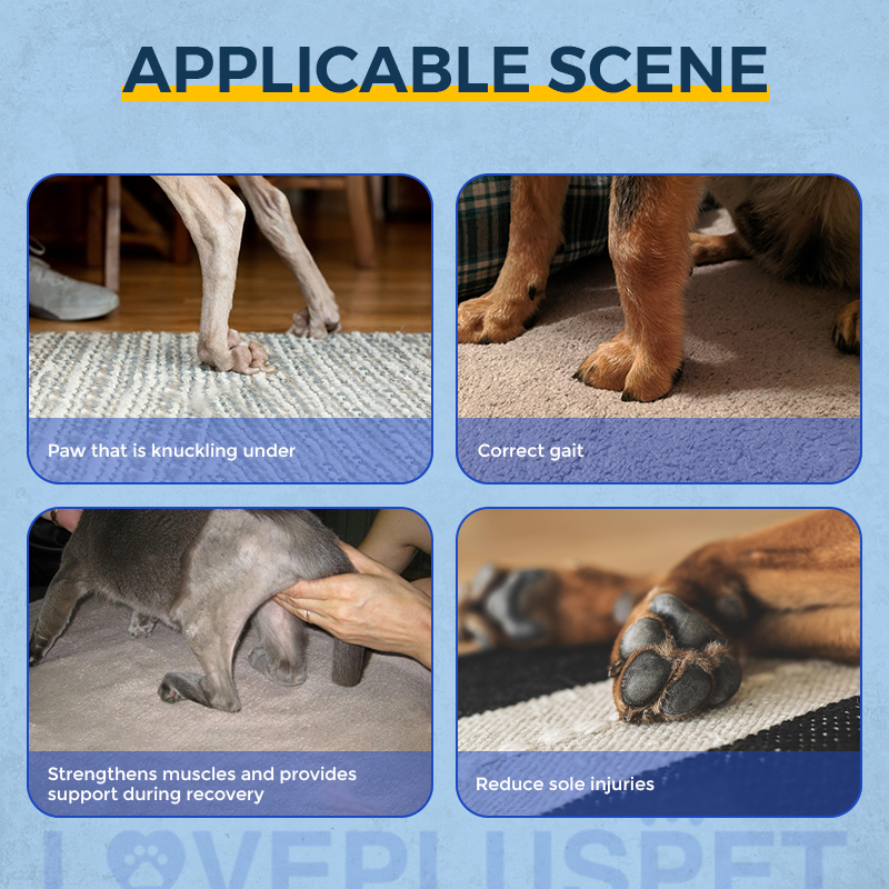 Rear No Knuckling Training Sock For Dogs