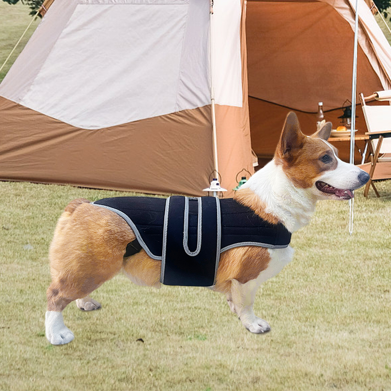 Dog Back Brace for IVDD