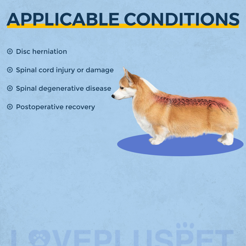 Dog Back Brace for IVDD