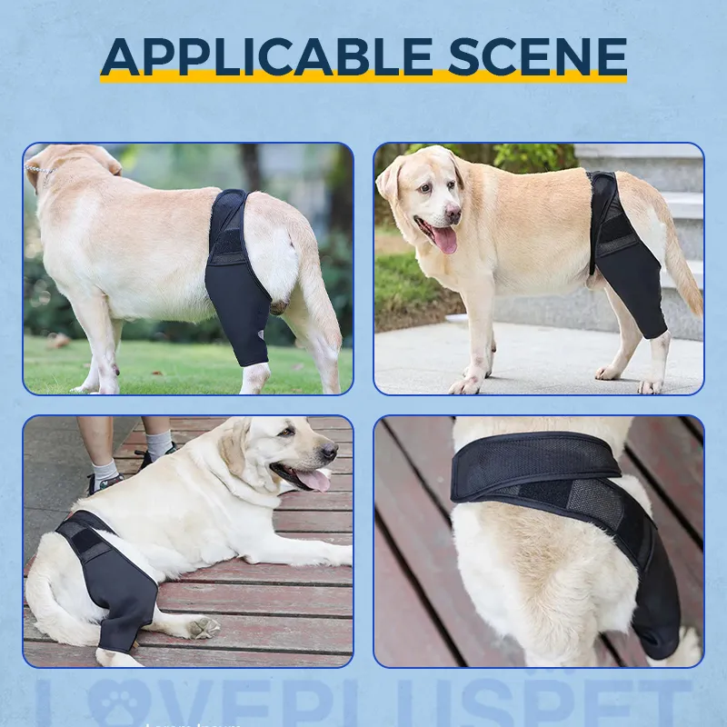 Dog Knee Brace For Torn Acl