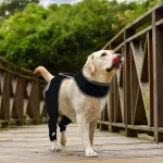 Licking Sleeve for Dogs Hind Leg