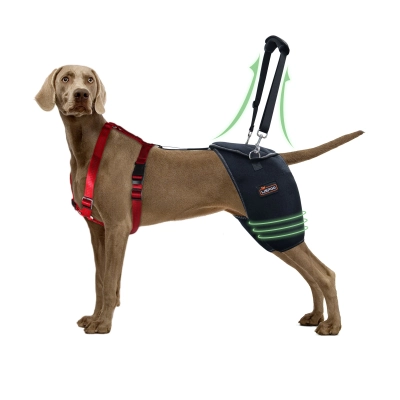 Hip Brace for Dogs with Hip Dysplasia 01