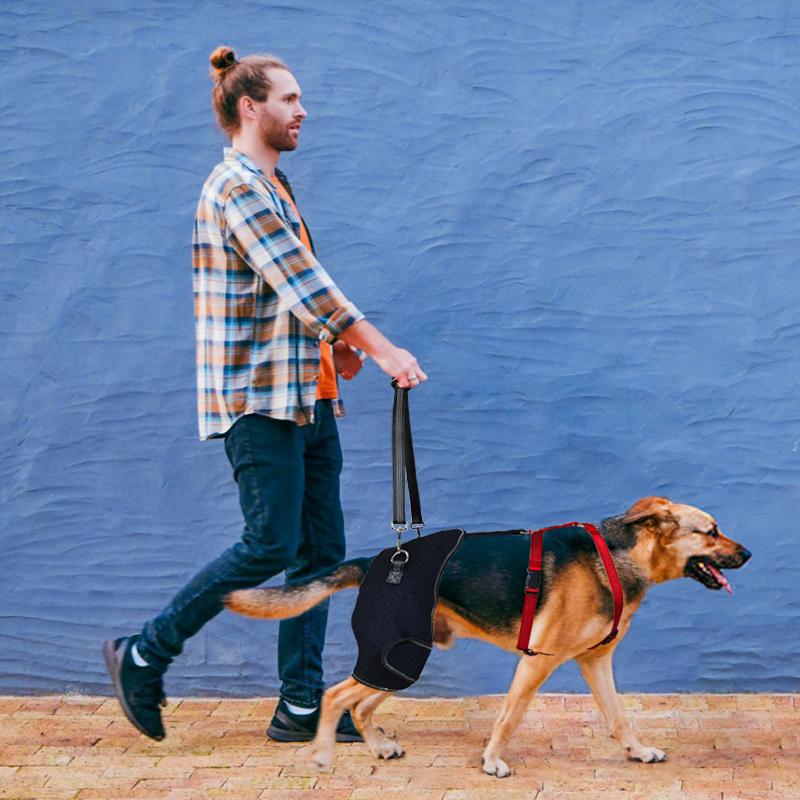 Hip Brace for Dogs with Hip Dysplasia