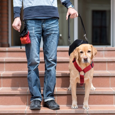 Hip Brace for Dogs with Hip Dysplasia 02