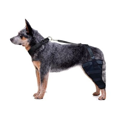 Dog Brace Support Hind Leg 02