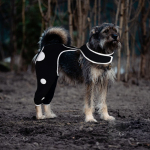 Licking Sleeve for Dogs Hind Leg
