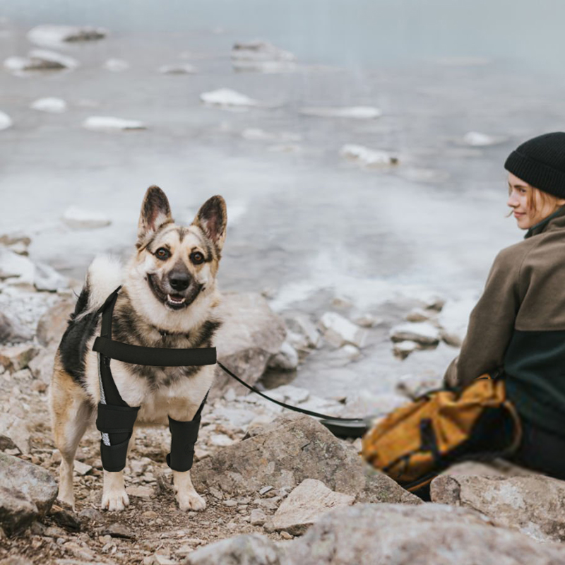 Hinged Dog Shoulder Support Brace