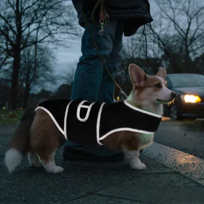 Dog Back Brace for IVDD 02