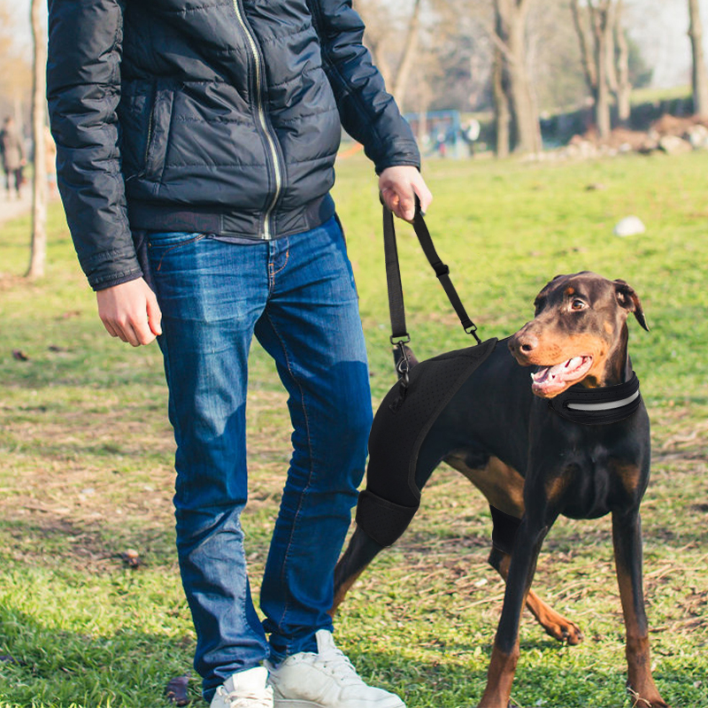 Dog Hip Dysplasia Brace for Dobermans