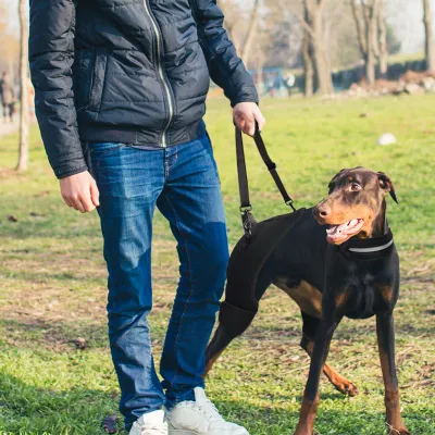 Dog Hip Dysplasia Brace for Dobermans 02