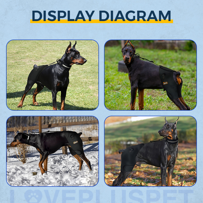 Dog Hip Dysplasia Brace for Dobermans