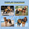 Dog Torn Acl Brace
