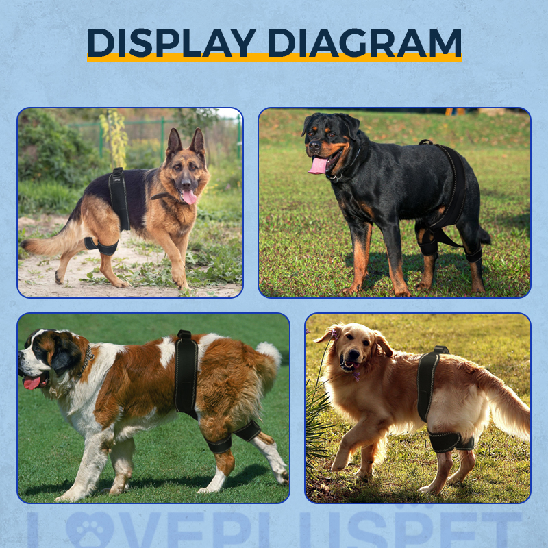 Dog Hip Brace for Hind Leg