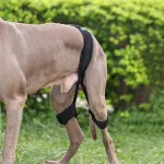 Dog Hip Brace for Hind Leg