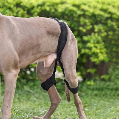 Dog Hip Brace for Hind Leg 02