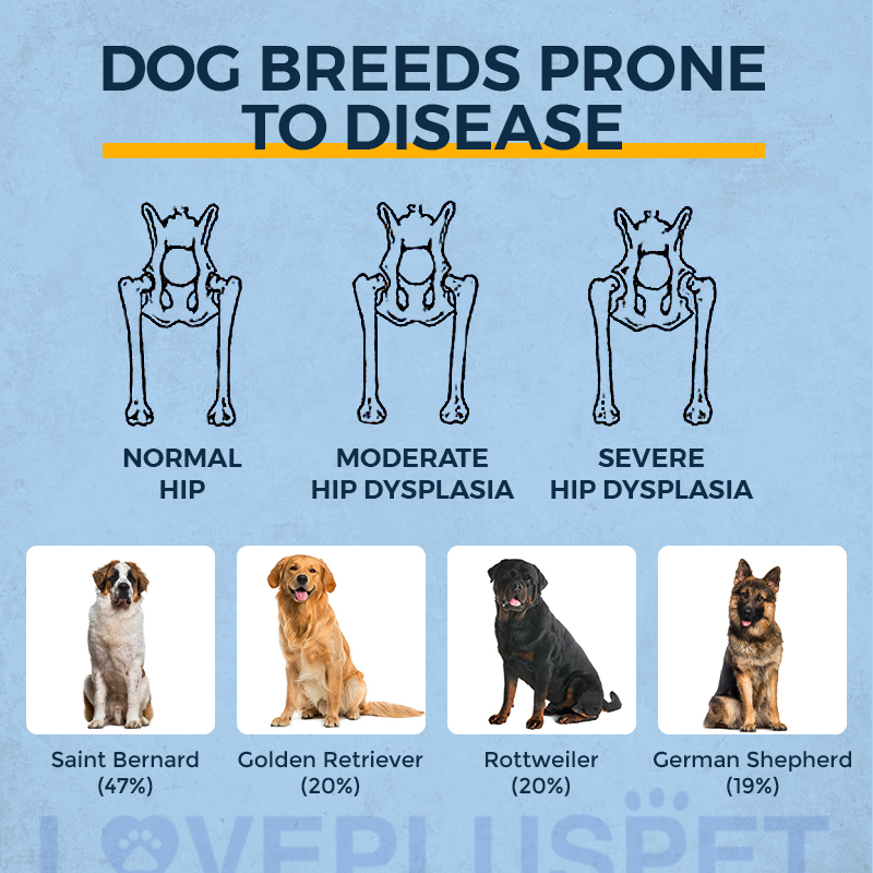 Dog Hip Brace for Hind Leg