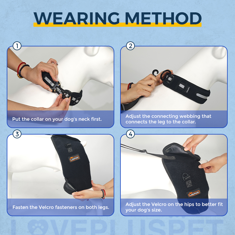 Hip Support Brace for Dobermans with Dysplasia