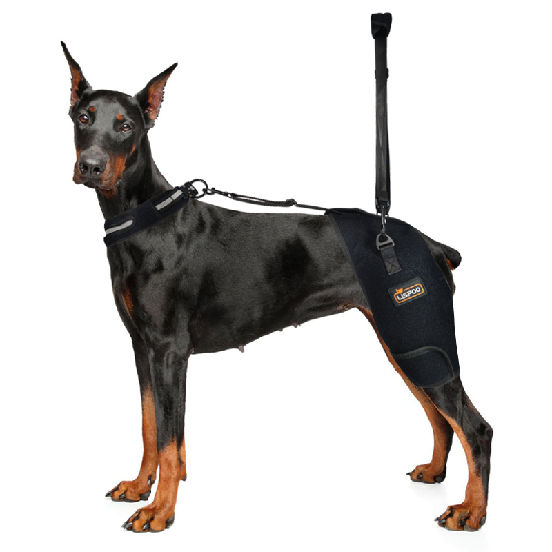 Hip Support Brace for Dobermans with Dysplasia