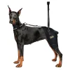 Hip Support Brace for Dobermans with Dysplasia