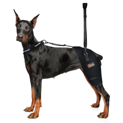 Hip Support Brace for Dobermans with Dysplasia 01