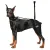 Hip Support Brace for Dobermans with Dysplasia