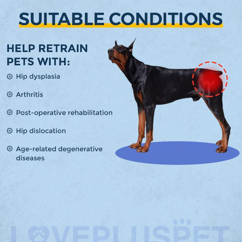Hip Support Brace for Dobermans with Dysplasia