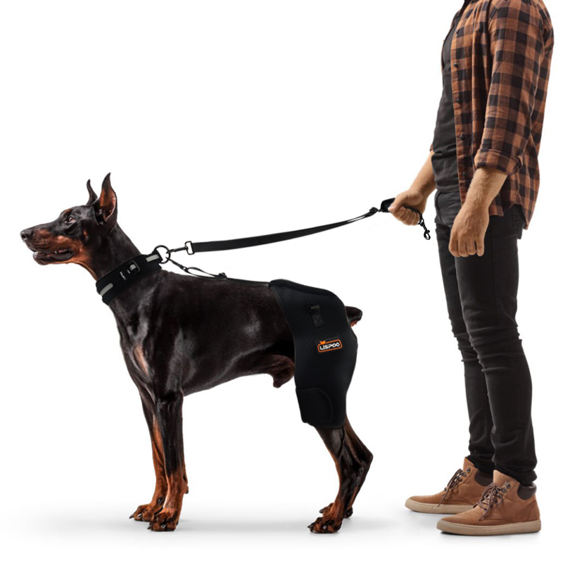 Hip Support Brace for Dobermans with Dysplasia