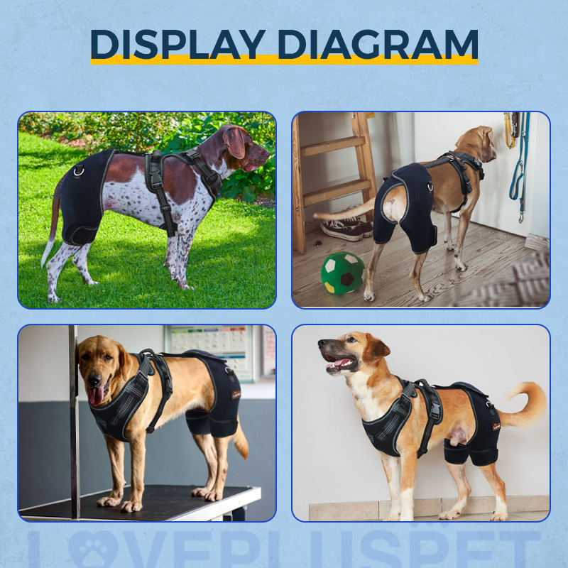 Dog Hip Support Brace for Dysplasia