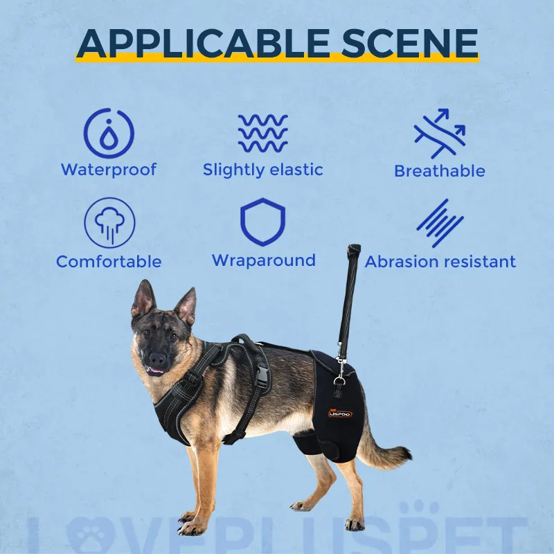 Dog Hip Support Brace for Dysplasia