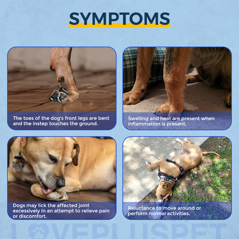 Dog Front Leg No-Knuckling Training Sock