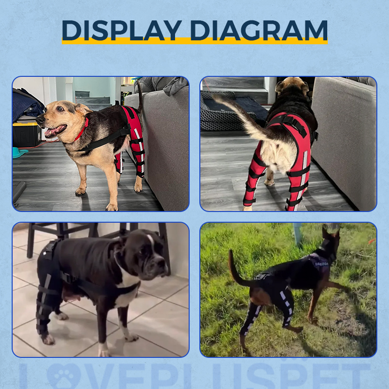 Hinged Dog Double Leg Brace