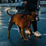 Luxating Patella Dog Knee Brace