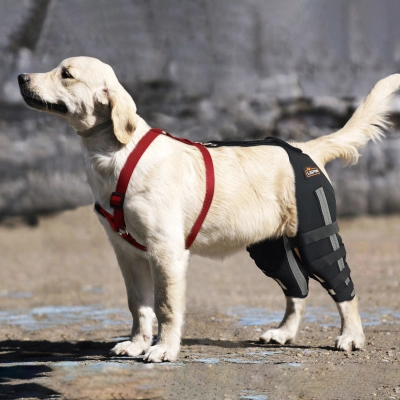 Luxating Patella Dog Knee Brace 02