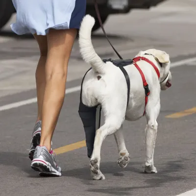 Dog Knee Brace 02