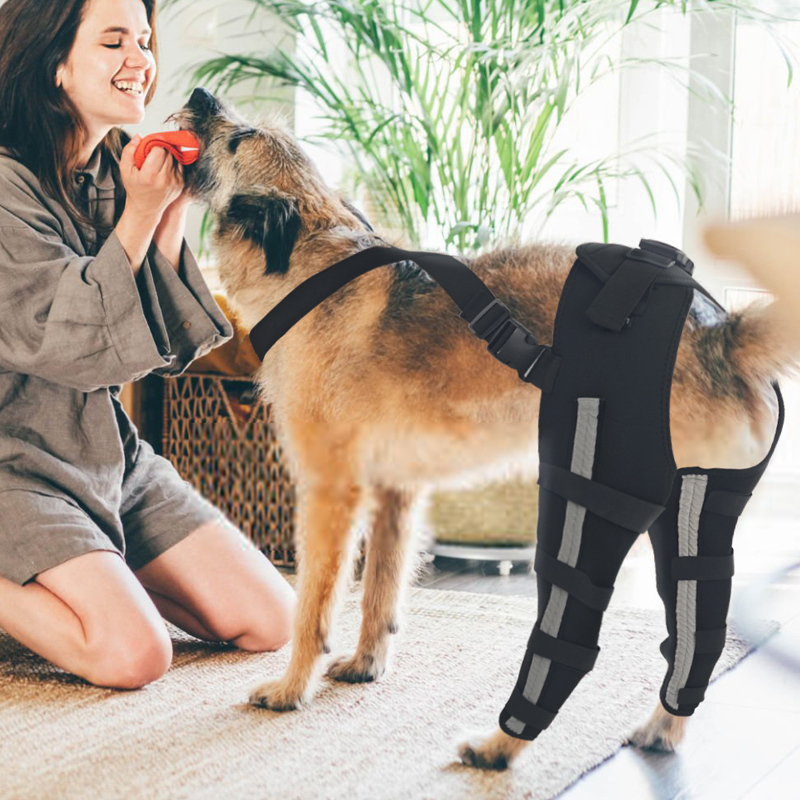 Hinged Dog Double Leg Brace